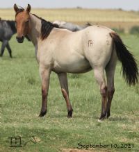 Montoya Sierra's 2020 Dun Roan Colt